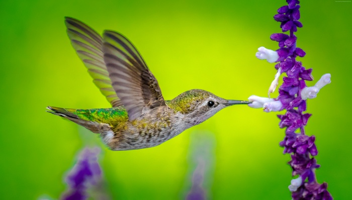 Hummingbird feeding on purple flower