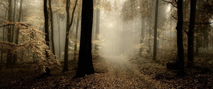 Misty autumn forest path with fallen leaves