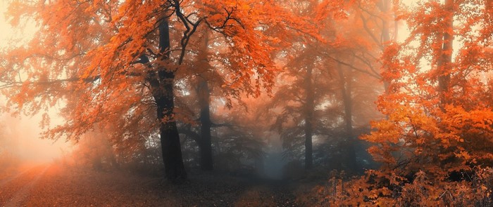 Misty Autumn Forest with Orange Leaves