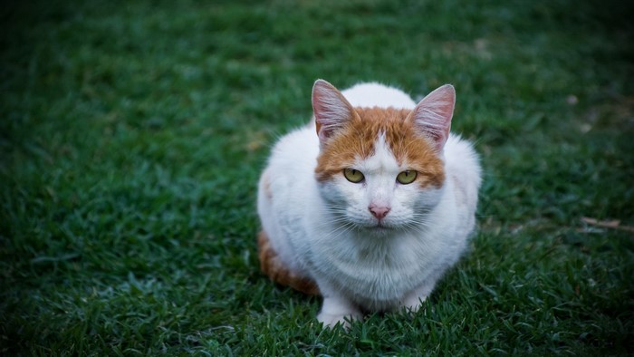 A white and orange cat sits on green grass