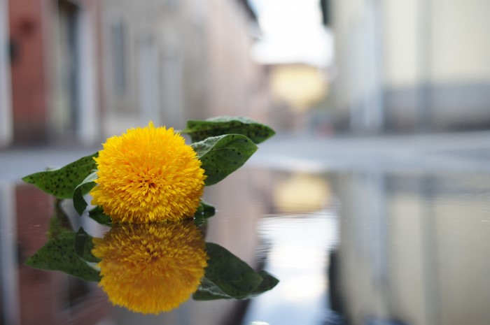 Yellow flower reflected in water
