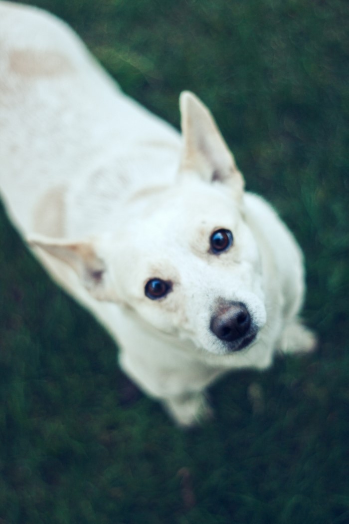 White dog looking up from grass