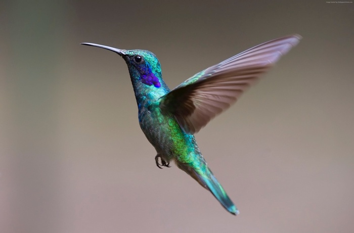 Hummingbird in flight with iridescent feathers