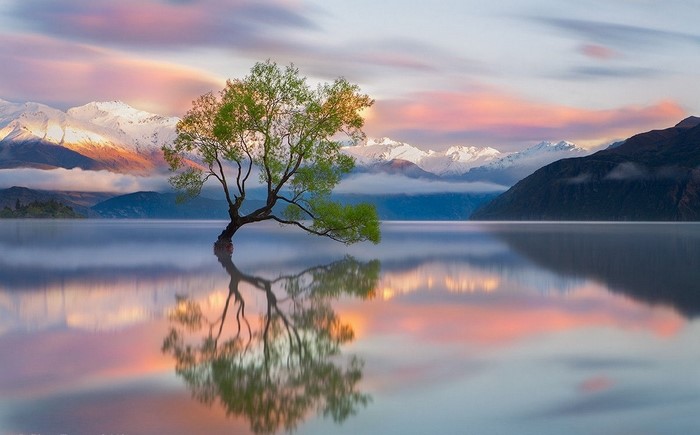 Tree in Lake Wanaka, New Zealand at Sunrise