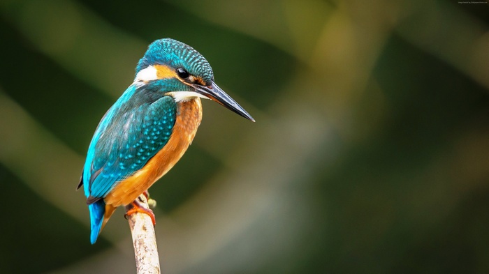 Common Kingfisher Bird on a Branch 4K