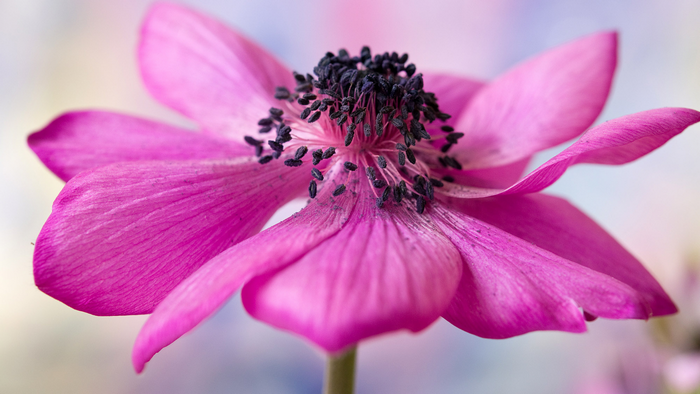 Close-up of a vibrant pink anemone flower with dark stamens