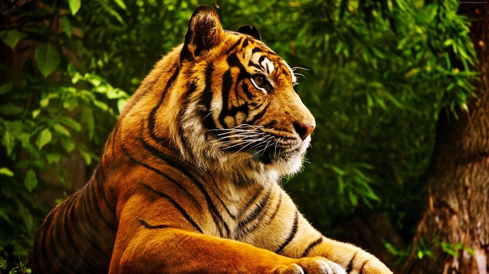 4K Tiger in Forest