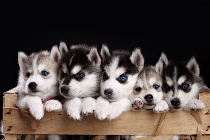 puppy, cute animals, 4K, Husky