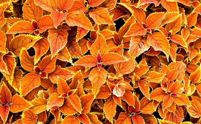 Orange and red coleus leaves