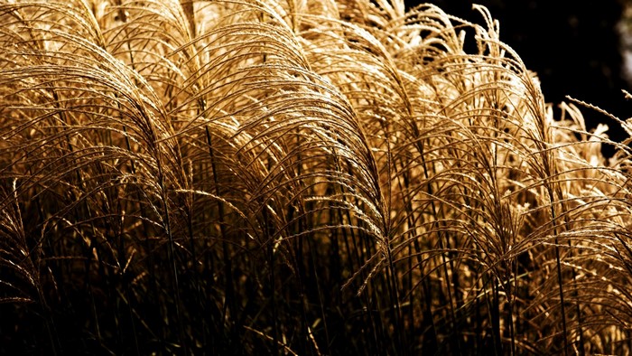 Golden pampas grass plumes in sunlight