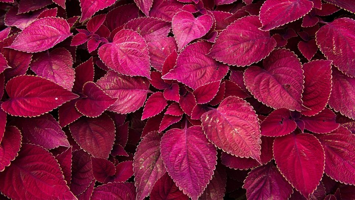 Close-up of vibrant red and pink coleus leaves