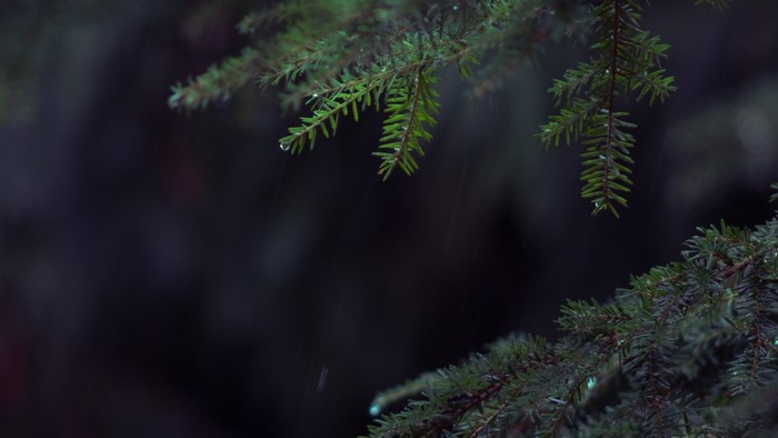 Close-up of wet spruce branches in a dark forest