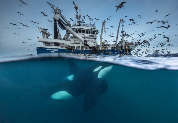 Orca whale swims near fishing boat with birds overhead