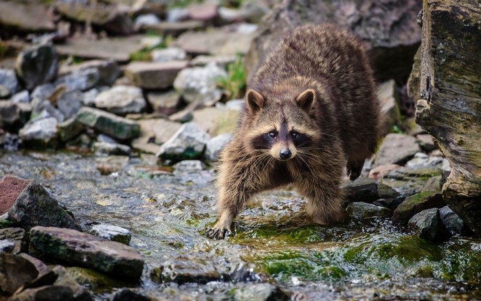 Raccoon in a stream with rocks