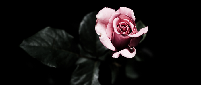Pink rose with dark leaves on black background