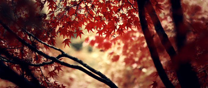 Red autumn maple leaves on branches