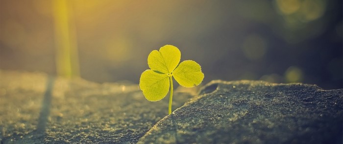 A single clover sprout growing through concrete