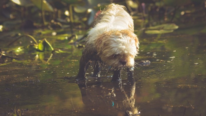 A wet dog stands in shallow water with lily pads
