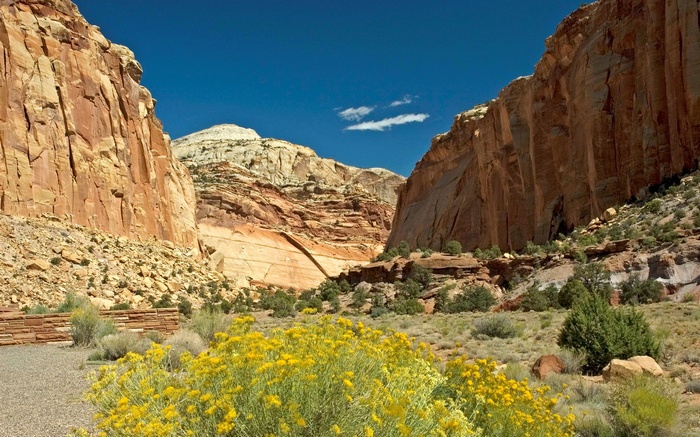 Desert canyon with yellow wildflowers and rock formations