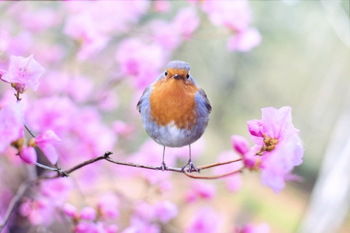 Robin bird on a branch with pink flowers