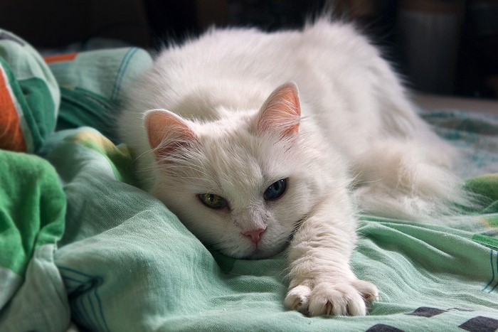 White cat with heterochromia lying on a blanket