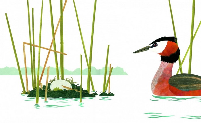 Great Crested Grebe with Nest and Egg