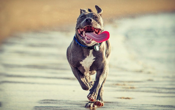 Pit bull running on a beach