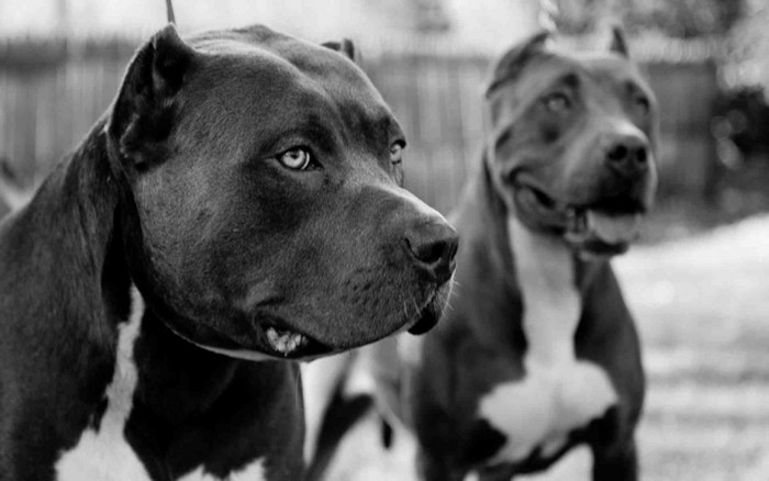 Two pit bulls in black and white