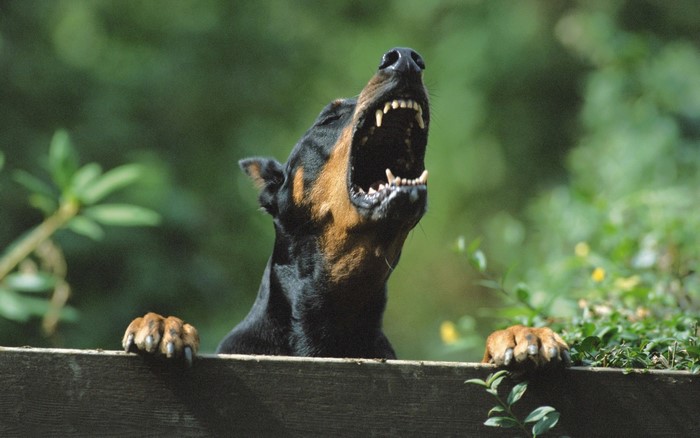 Doberman Pinscher barking over a wooden fence