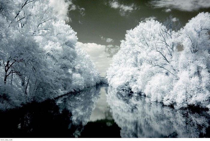 Infrared image of a river lined with snow-covered trees
