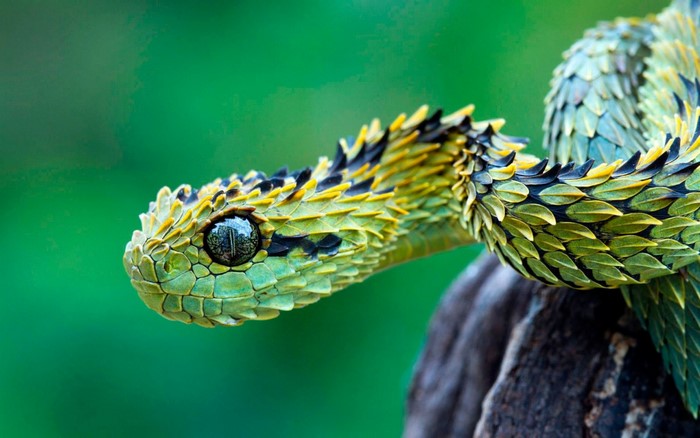 Close-up of a venomous Bush Viper snake