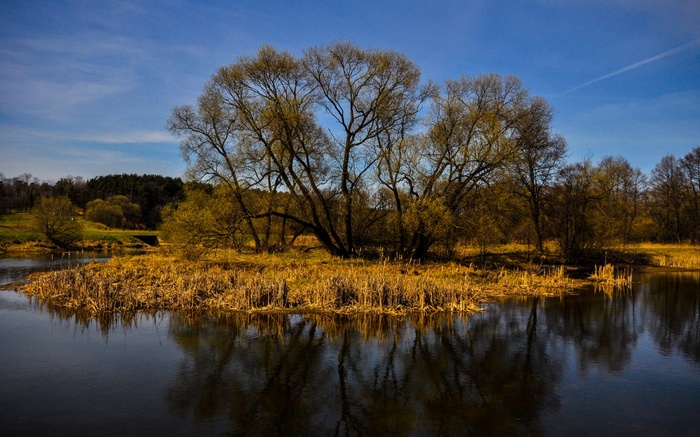 Island with trees and reeds in a river