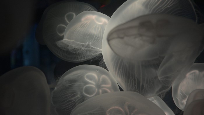 Group of translucent jellyfish underwater