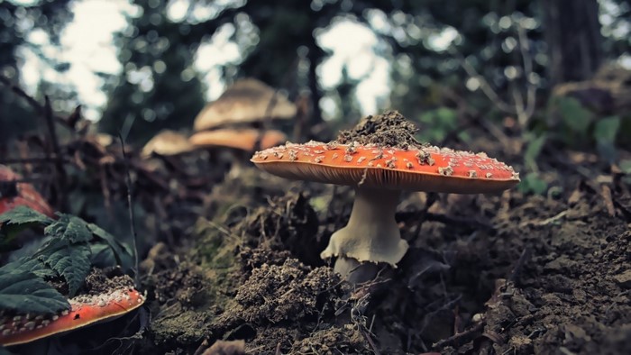 Amanita muscaria mushrooms in a forest floor