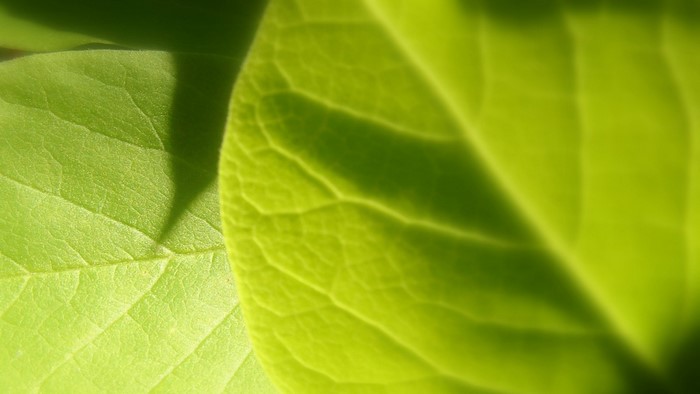 Close-up of green leaves with sunlight
