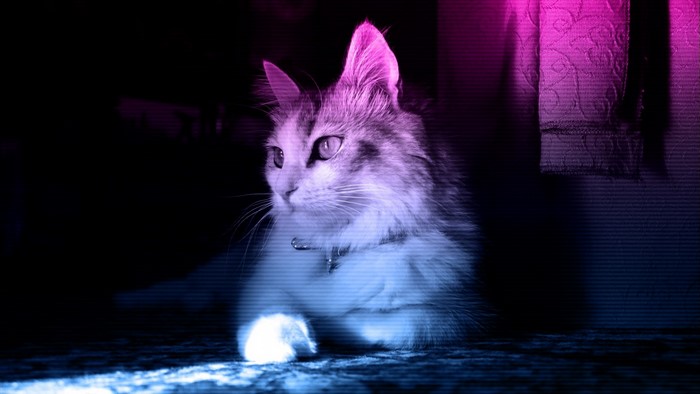 Cat with neon pink and blue lighting
