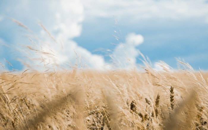 Wheat field under a cloudy sky