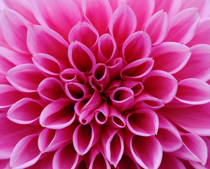 Close-up of a pink dahlia flower