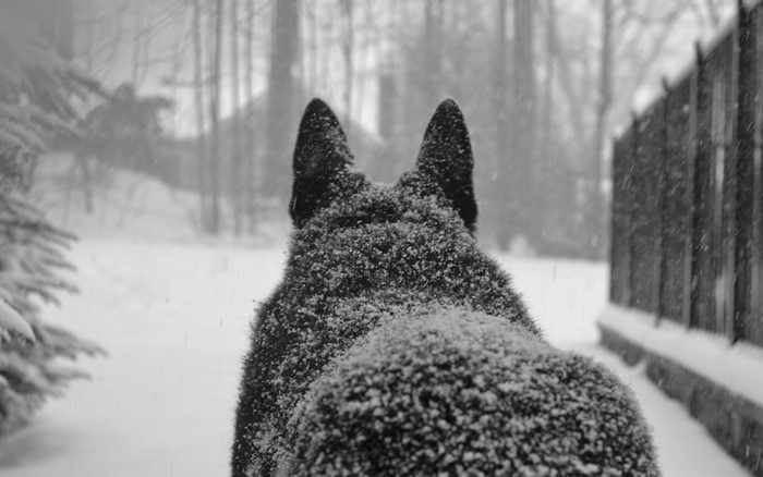 Dog covered in snow during winter