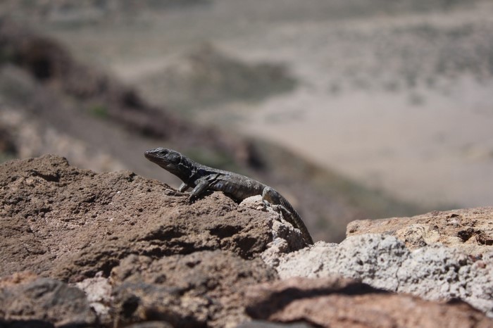 Lizard on a rock in a dry landscape