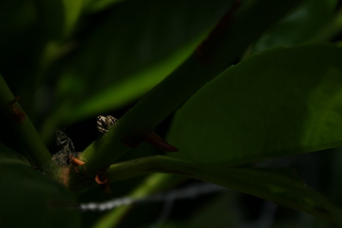 Spider on a green plant stem