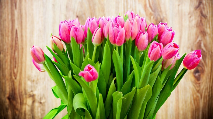Pink tulips on a wooden background
