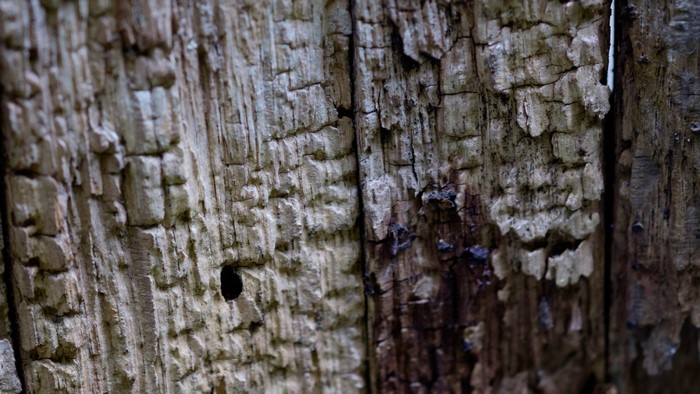 Close-up of weathered and cracked wood texture