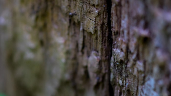 Close up of tree bark texture with a crack