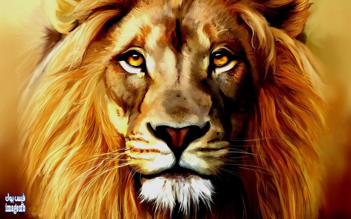 Close up of a majestic lion's face