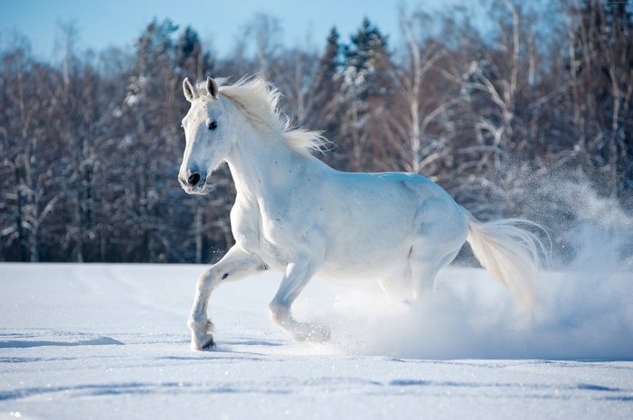 winter, 5K, horse, cute animals, snow