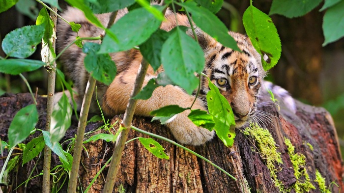 Tiger cub peeking through leaves on a tree stump