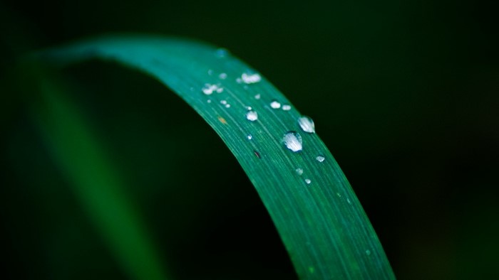 Close-up of water drops on a green leaf