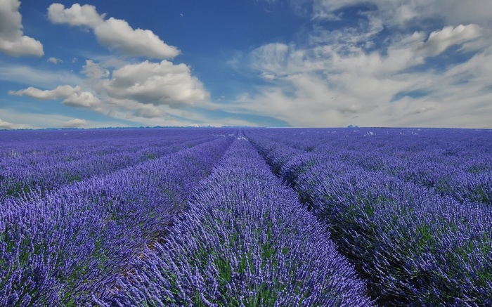 Lavender field under a cloudy blue sky