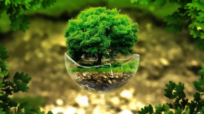 Tree growing in a glass sphere with green leaves